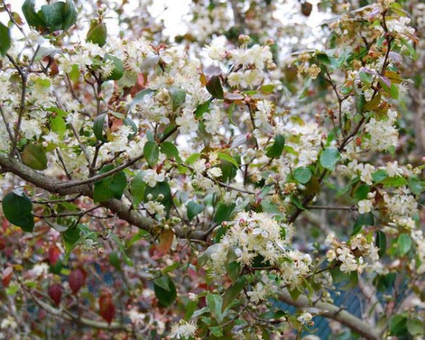 alþjóðlegur bænadagur kv